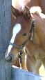 foal